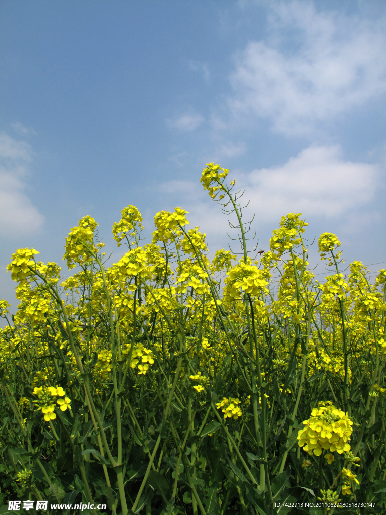 油菜花