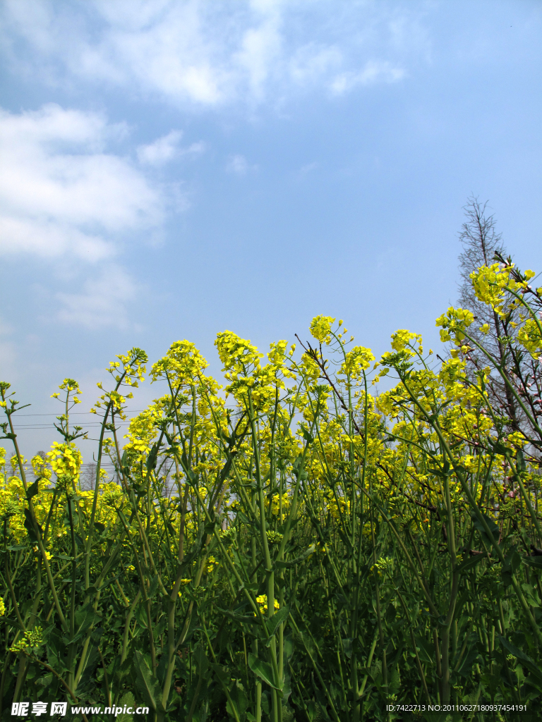 油菜花