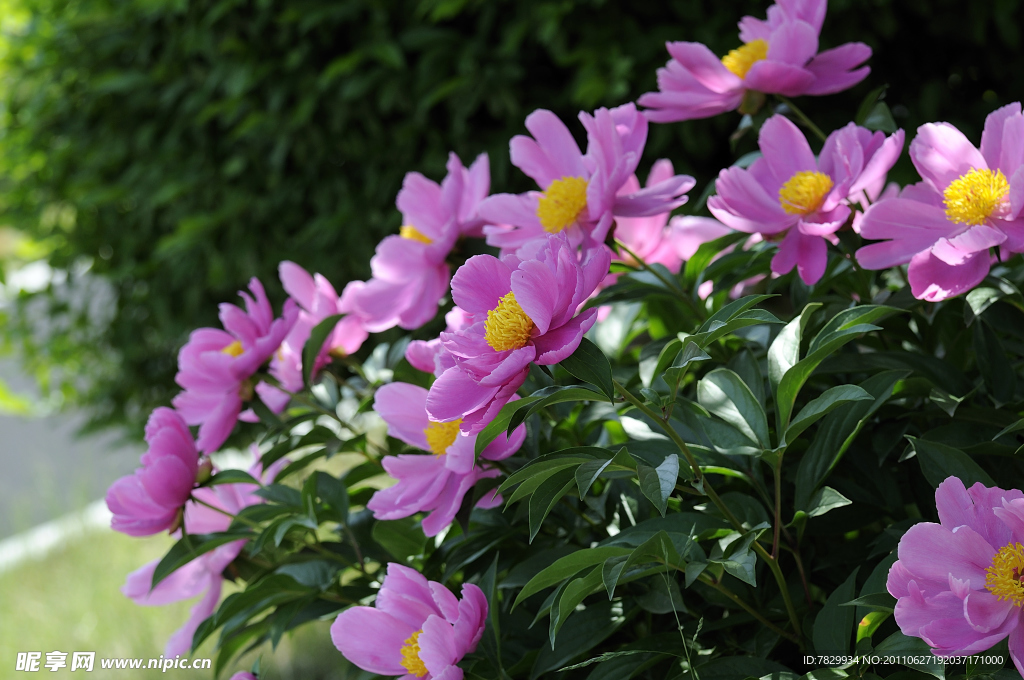 芍药 花卉