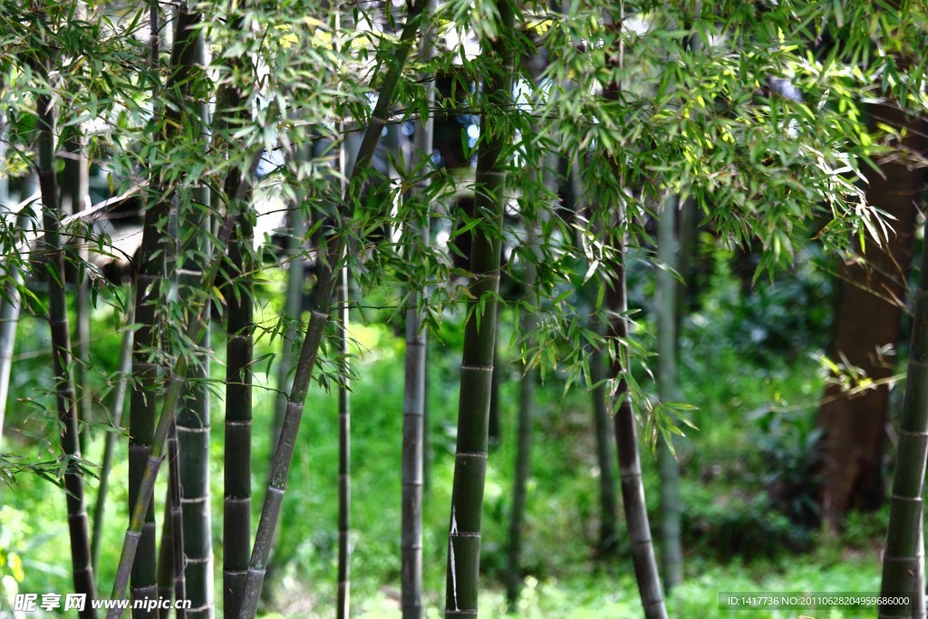 竹林
