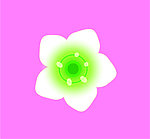 茉莉花