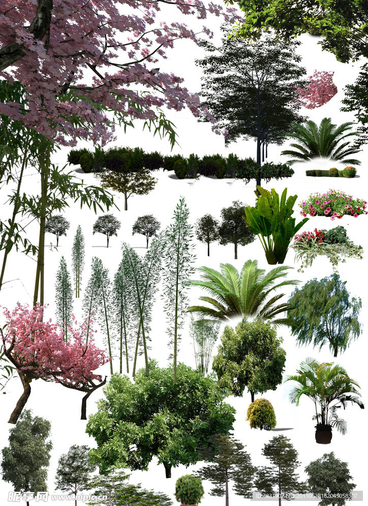 树植物素材