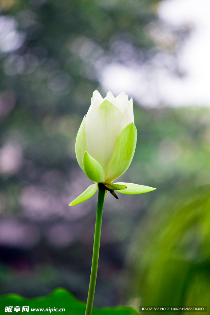 白莲花