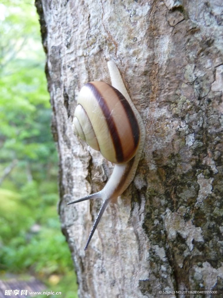 蜗牛