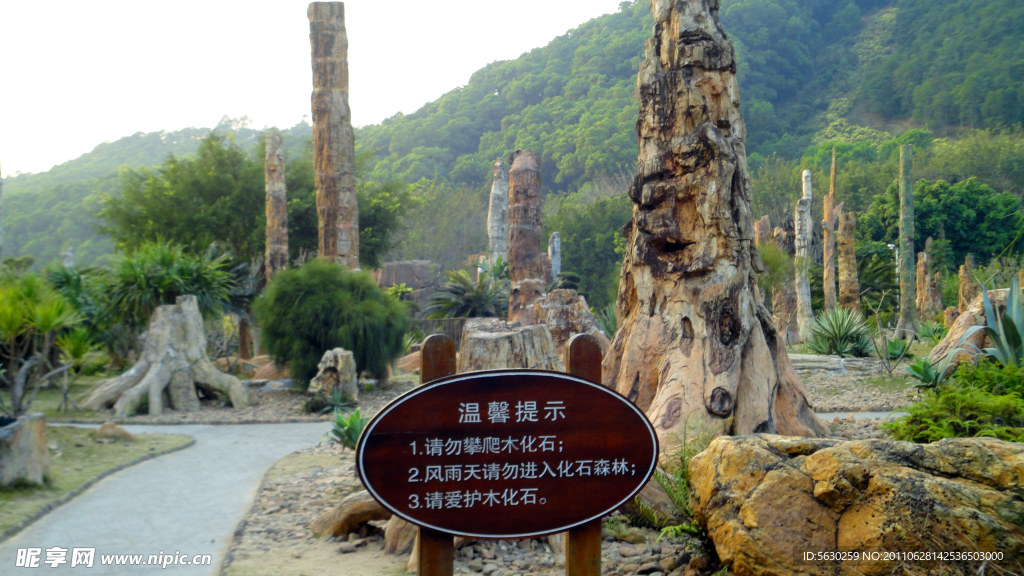 深圳仙湖化石森林