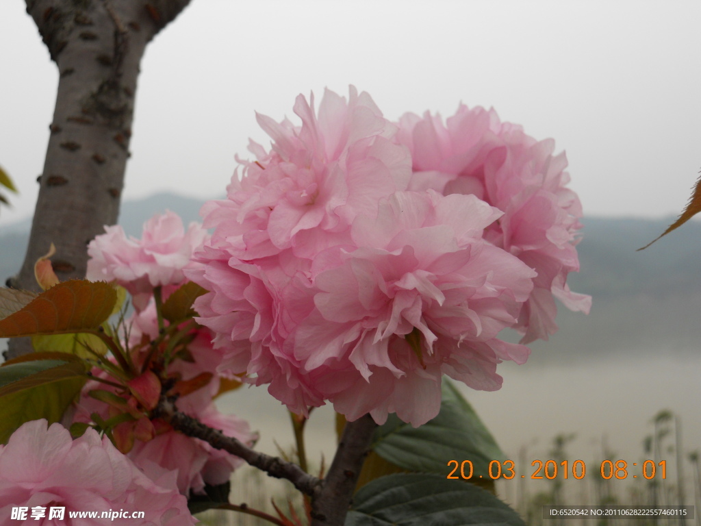 樱花