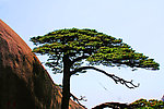 黄山迎客松