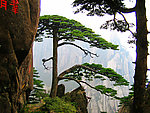 黄山迎客松