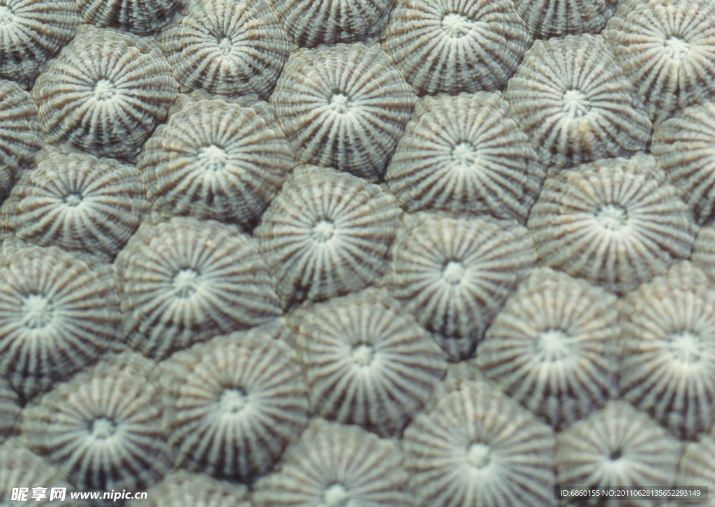 海洋植物