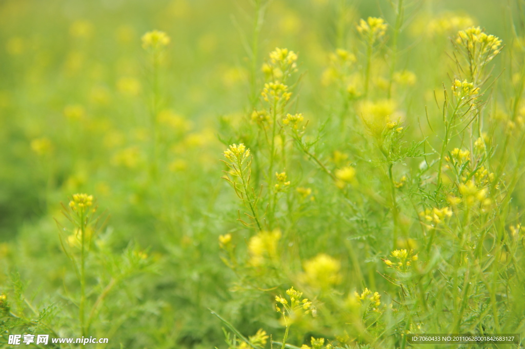 野花 黄花