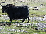新疆牦牛