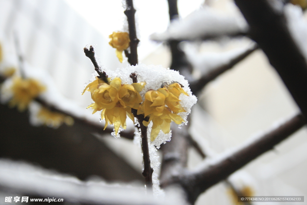 雪与腊梅