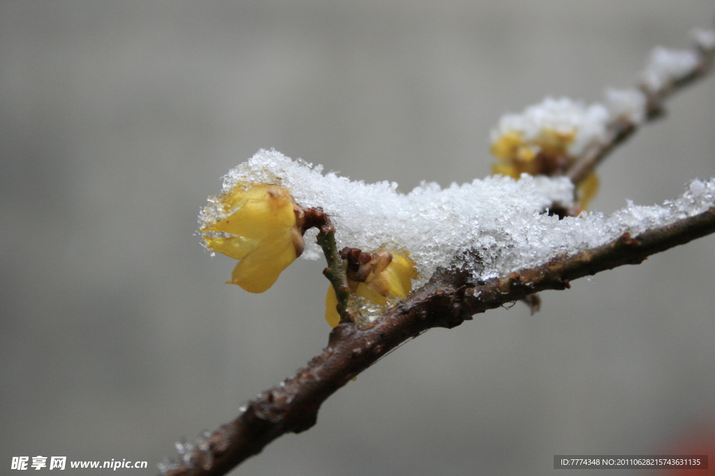 雪与腊梅