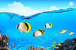 夏季海洋