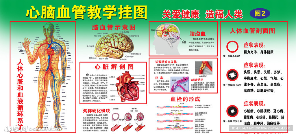 心脑血管教学挂图