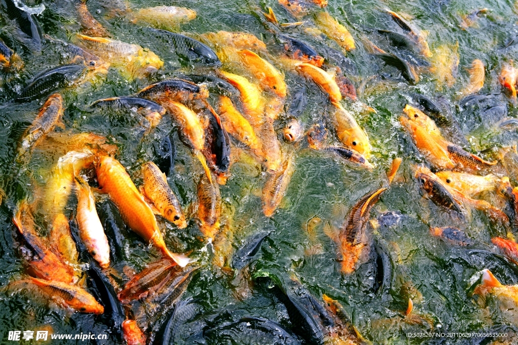 锦鲤