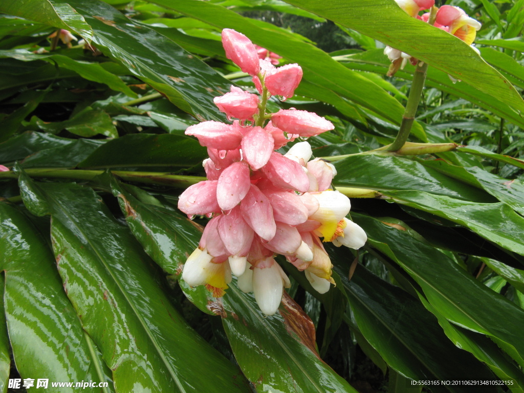 雨打姜花