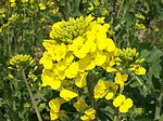 油菜花