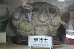黄河石头