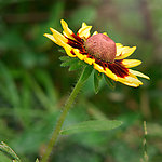 花卉