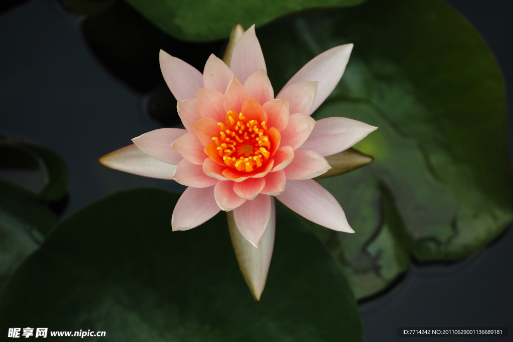 高清莲花