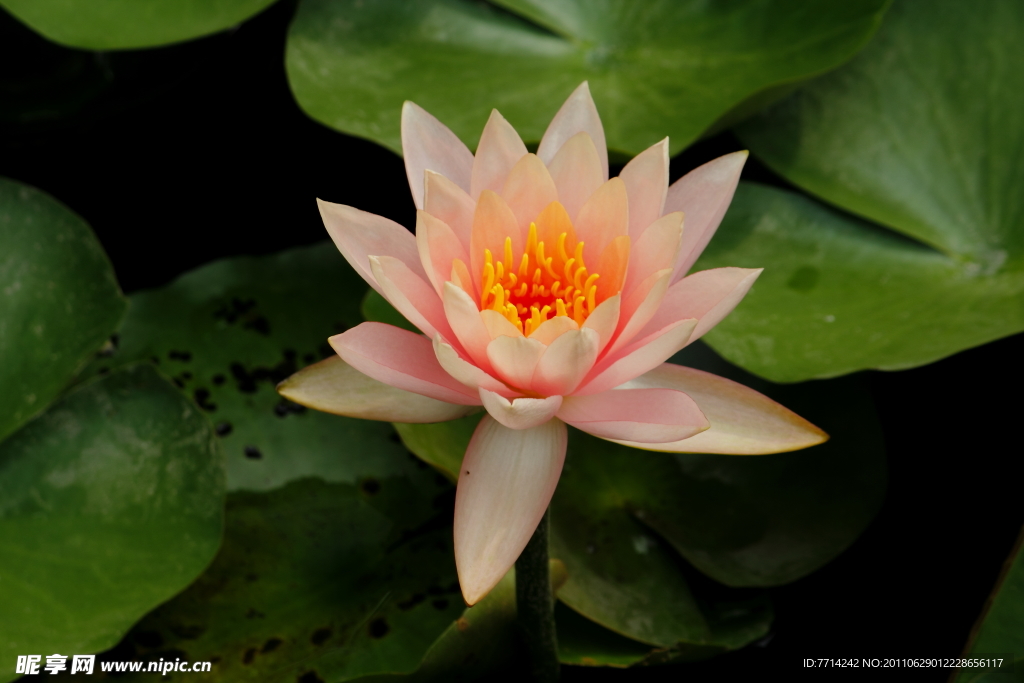 高清莲花
