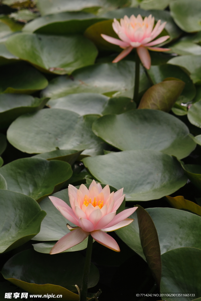 高清莲花