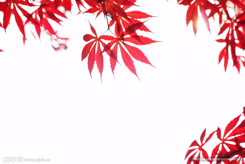 枫叶