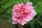 雨后牡丹