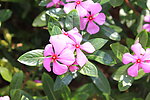 长春花