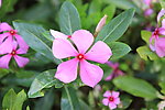 长春花