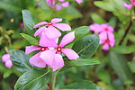 长春花