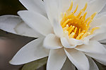 莲花