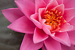 莲花