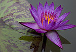 莲花