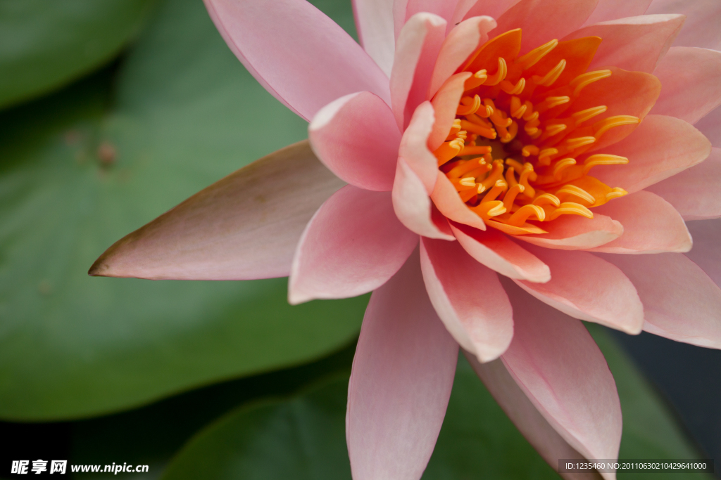 莲花