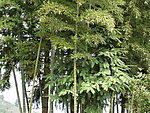竹林