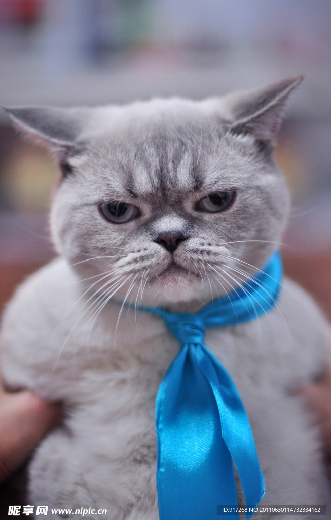 搞笑的猫