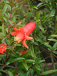 石榴花
