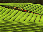 茶园