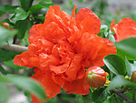石榴花
