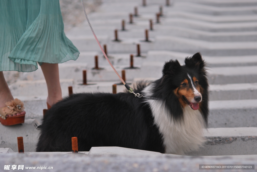 喜乐蒂牧羊犬