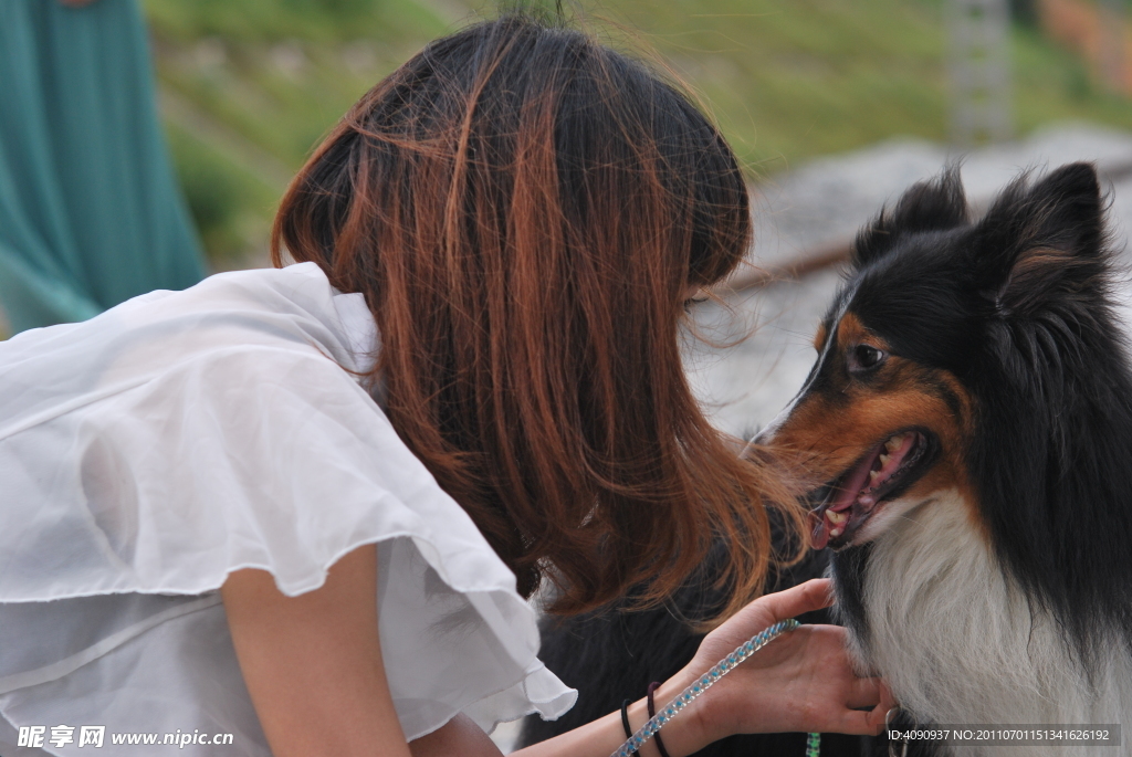 喜乐蒂牧羊犬