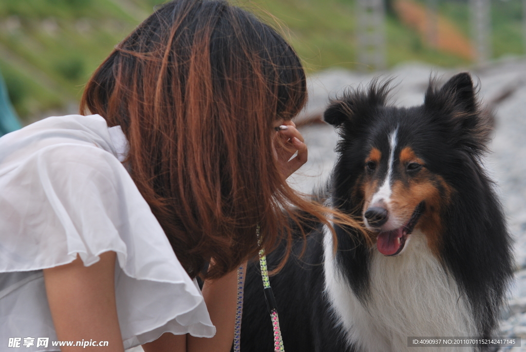 喜乐蒂牧羊犬