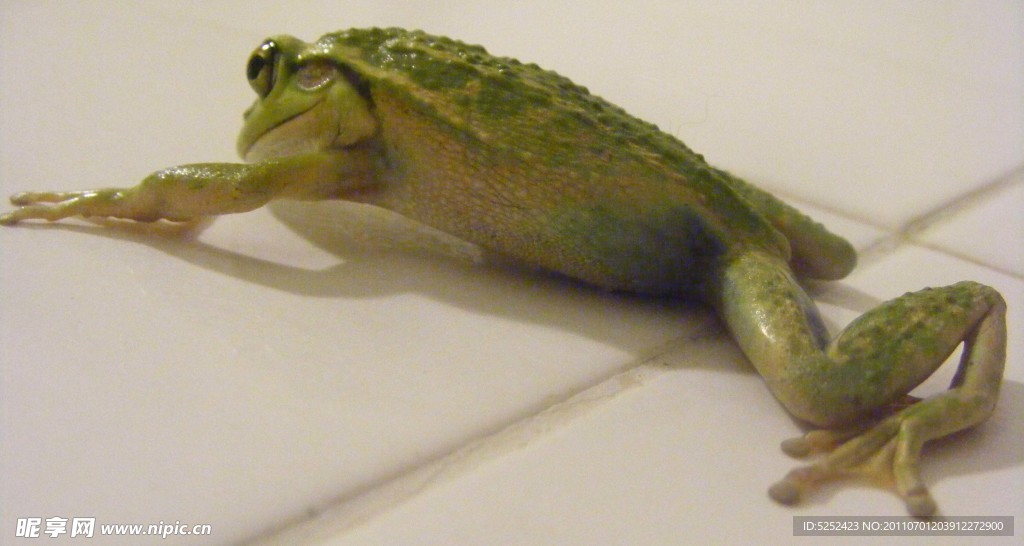 青蛙