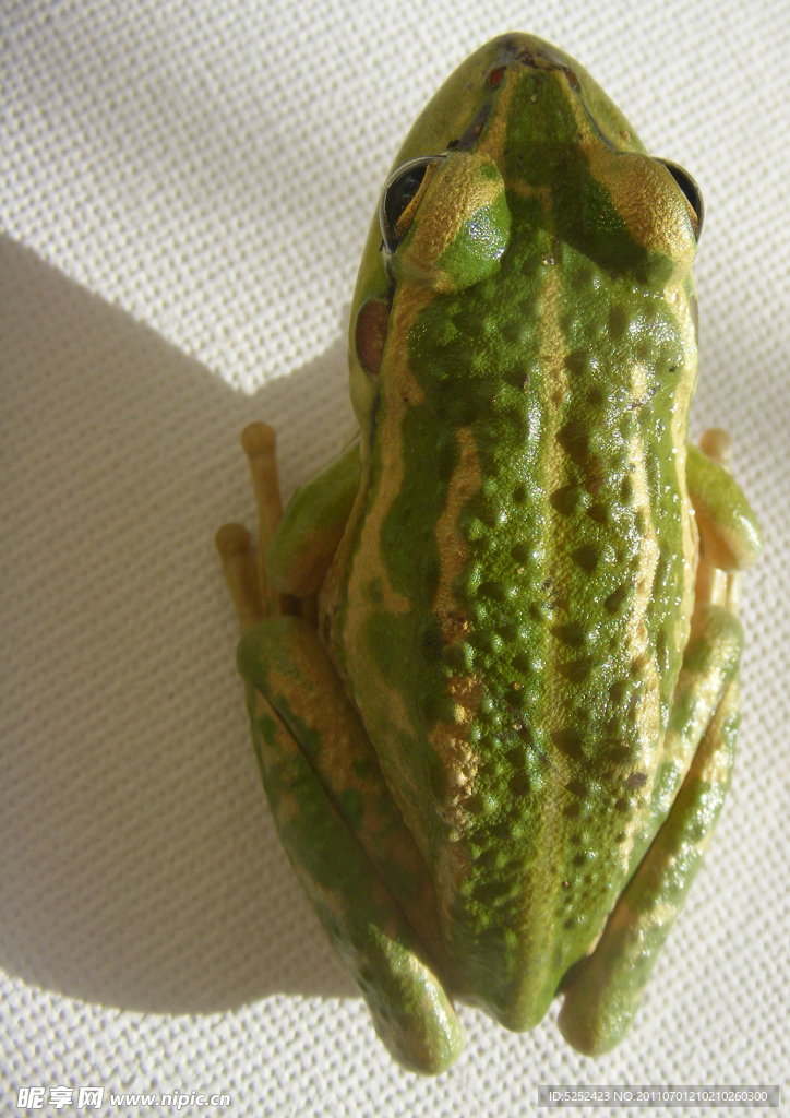 青蛙