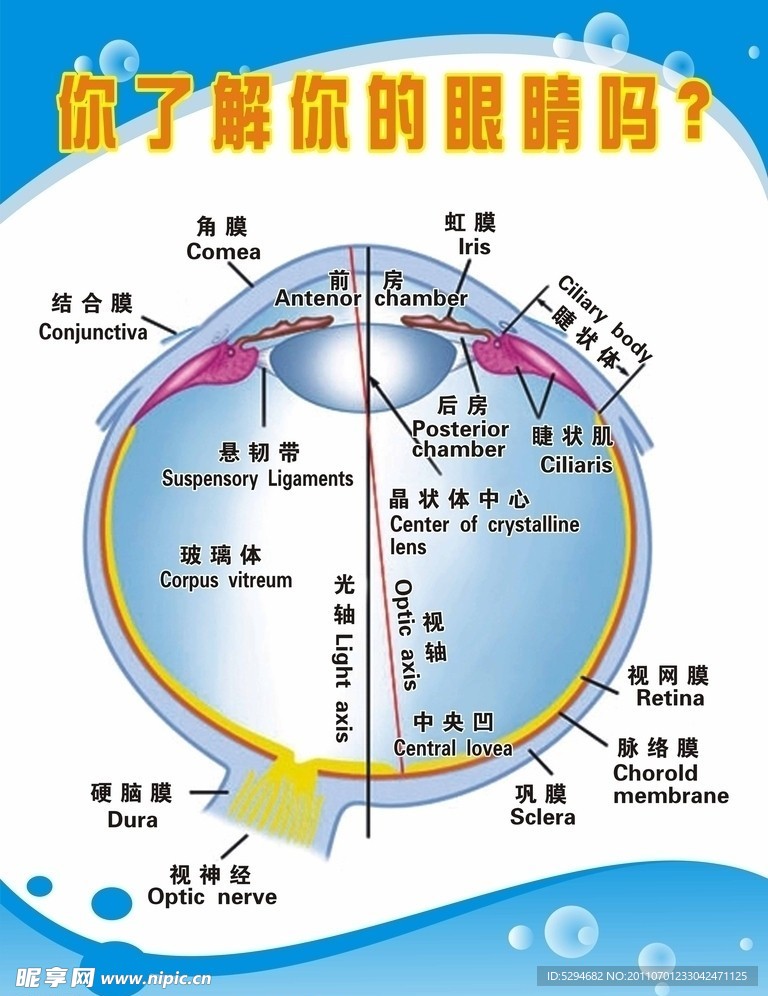 眼睛结构图展板