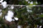 蜘蛛与网