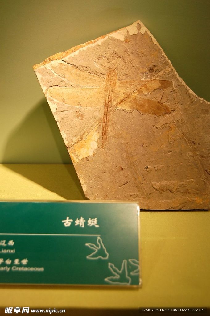 化石