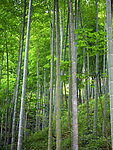 竹林
